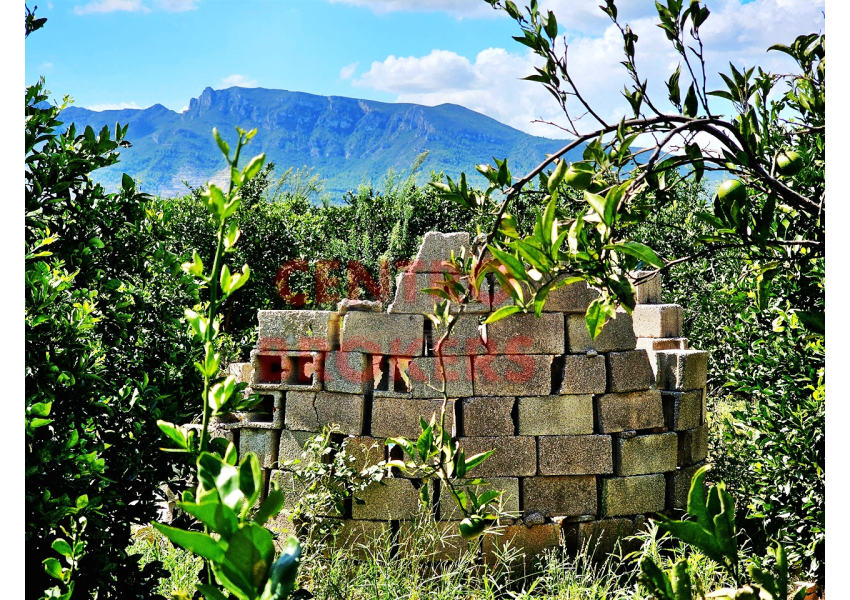 Sad mandarynkowy,  Cullera, Walencja